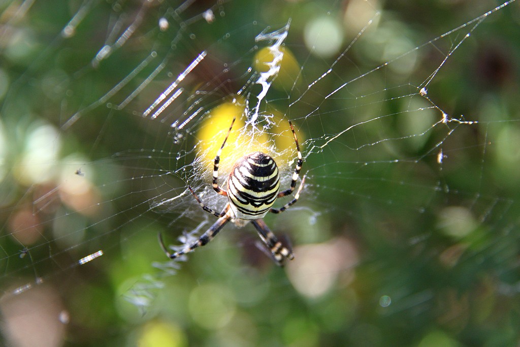 De retour dans mon jardin