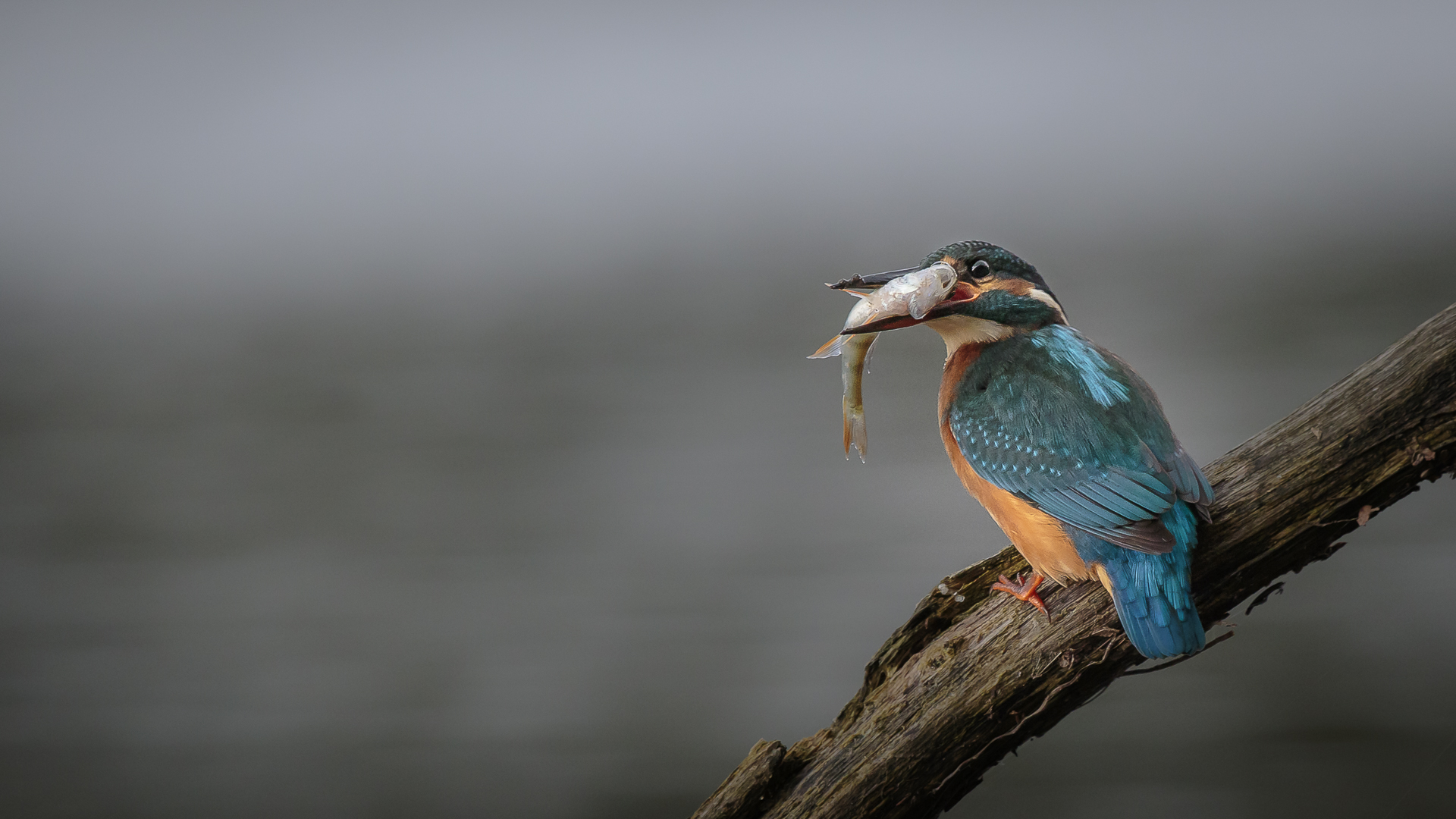 De retour, de la pêche...