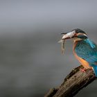 De retour, de la pêche...