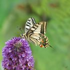 De retour ... le machaon