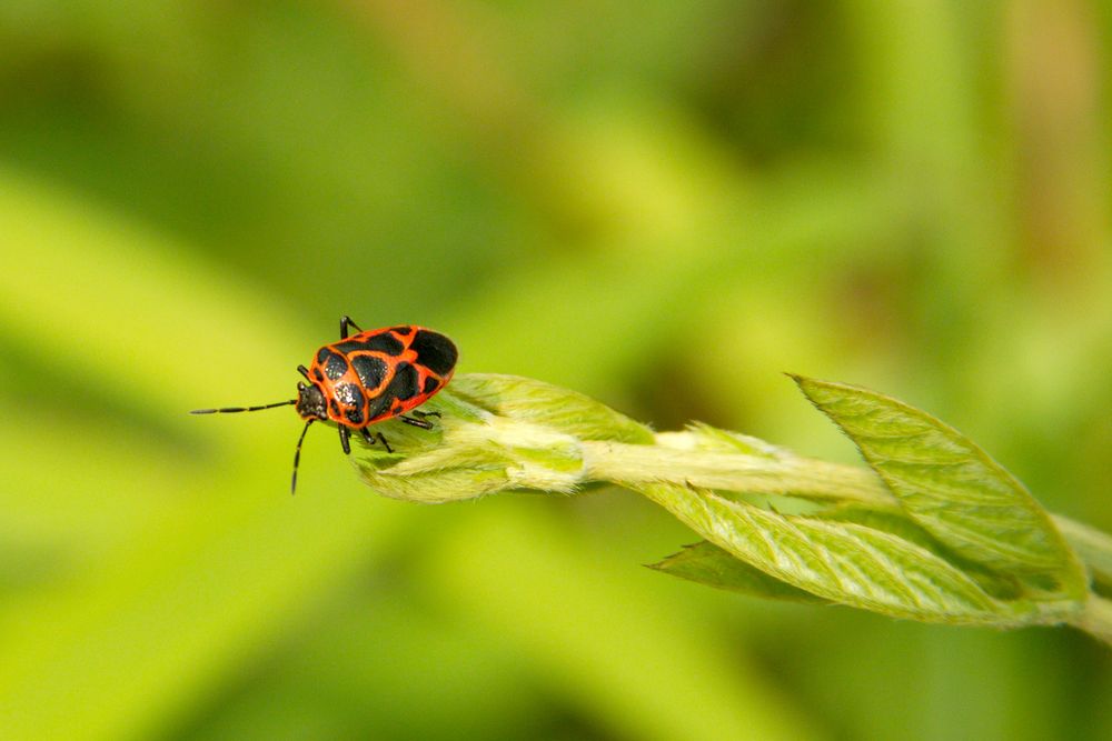 De rojo y negro de Orlyfotos 