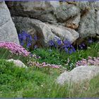 De rose et de bleu vêtu, le granit a fière allure