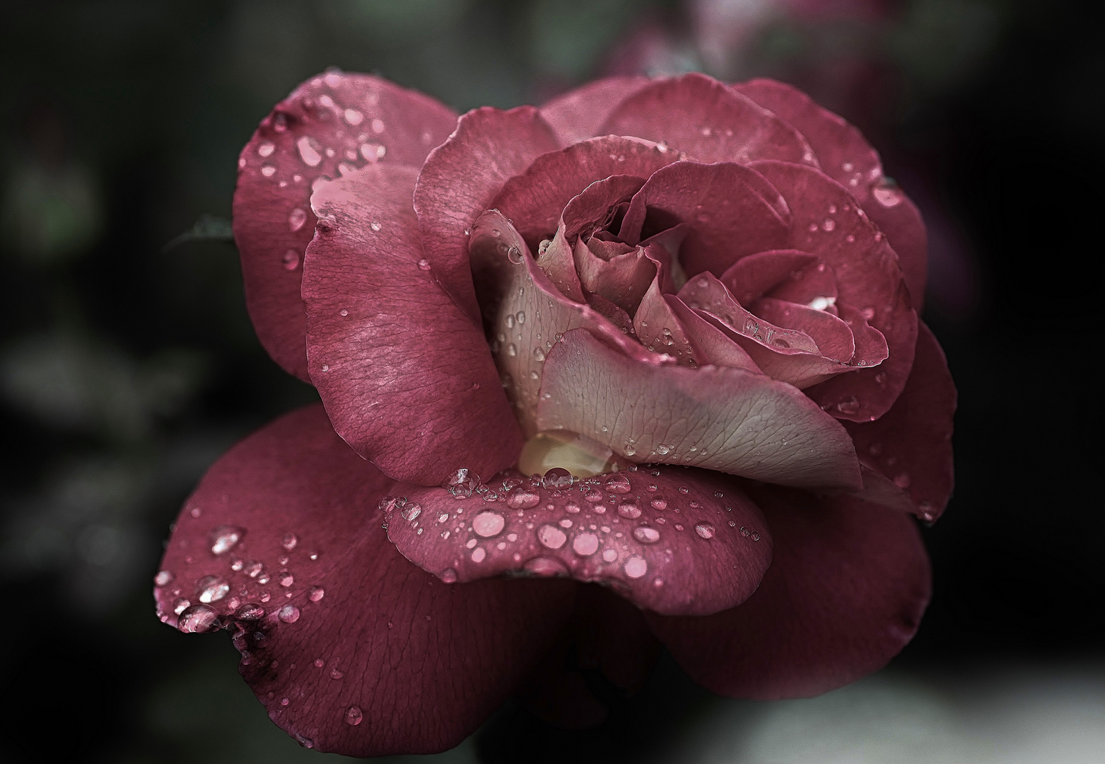 de roses et de pluie