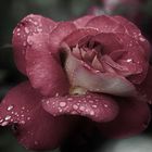 de roses et de pluie