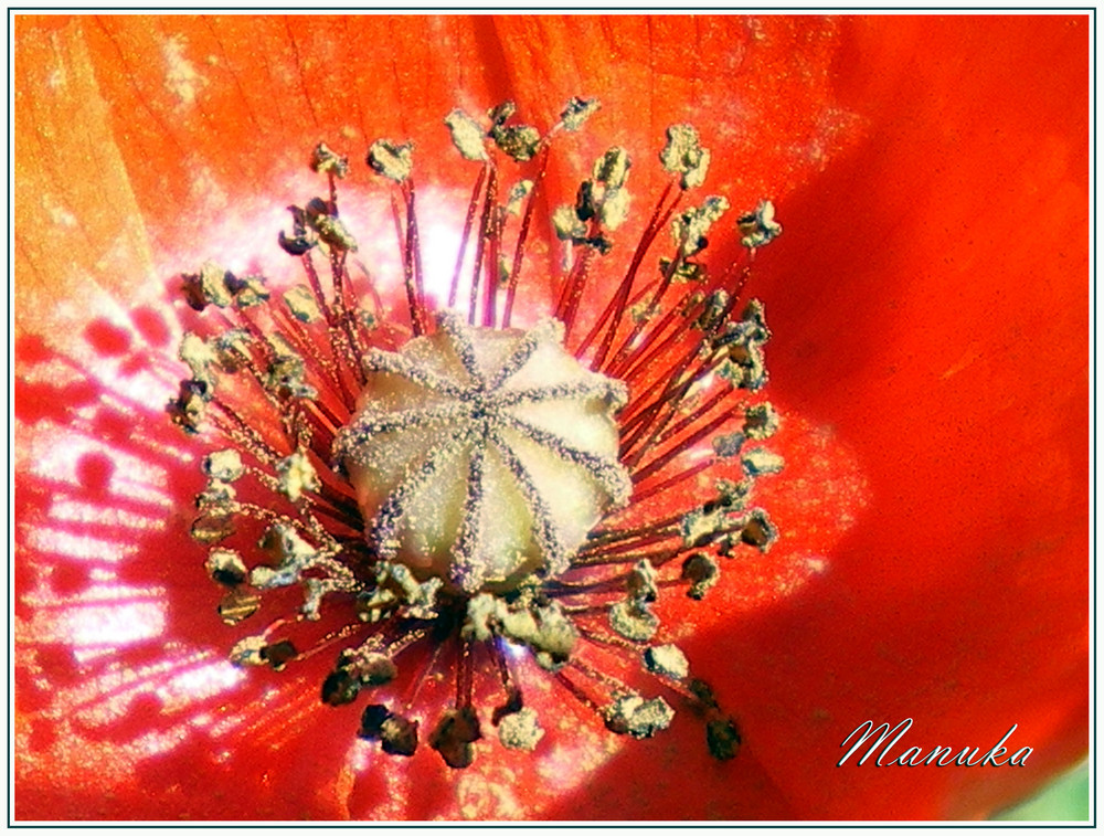 De Rouge et de Pollen