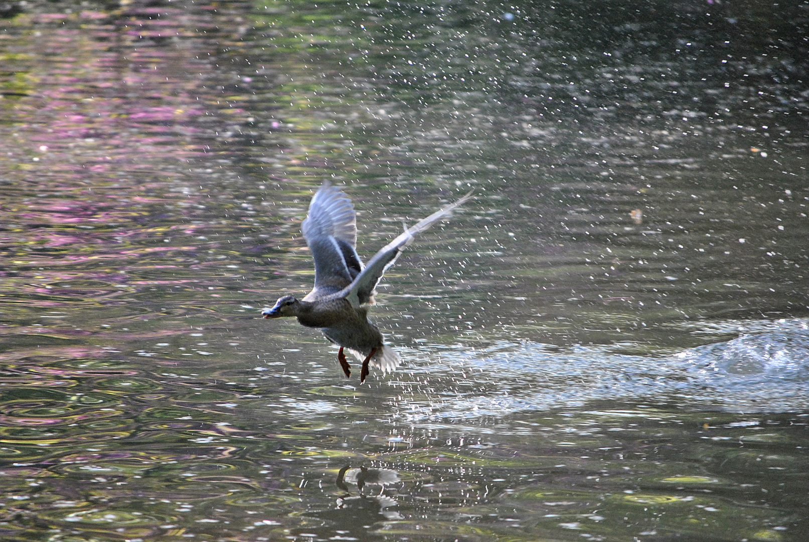 de safari por el parque