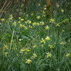 De saison bois de Mareuil