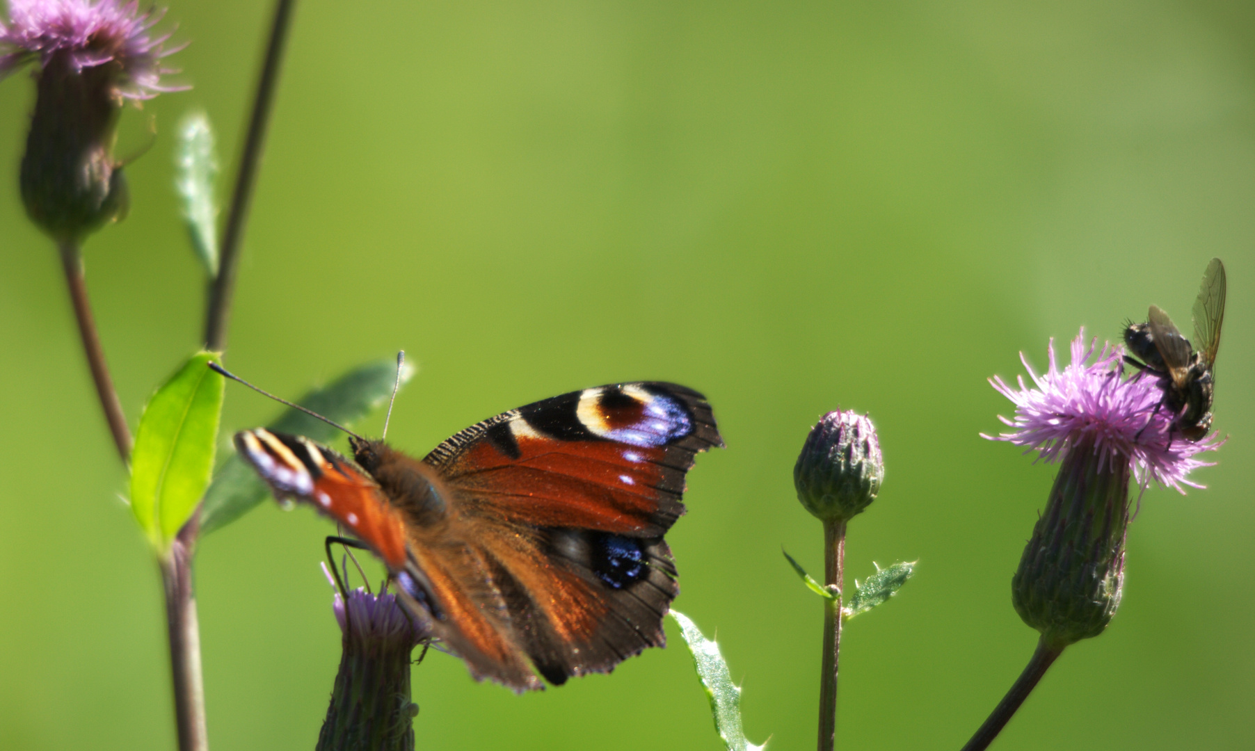 De Schmetterling un die Muk