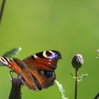 De Schmetterling un die Muk