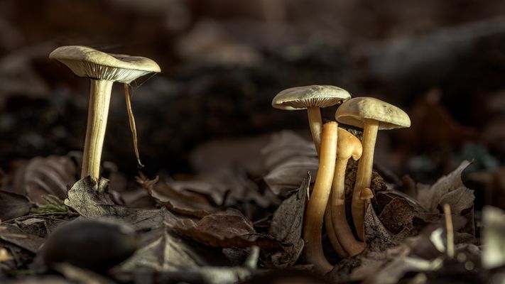 de Schwammerl sprießen