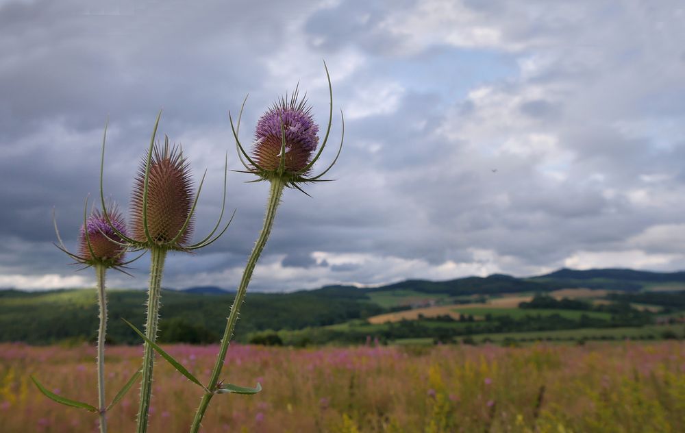 DE - SOMMER -3-