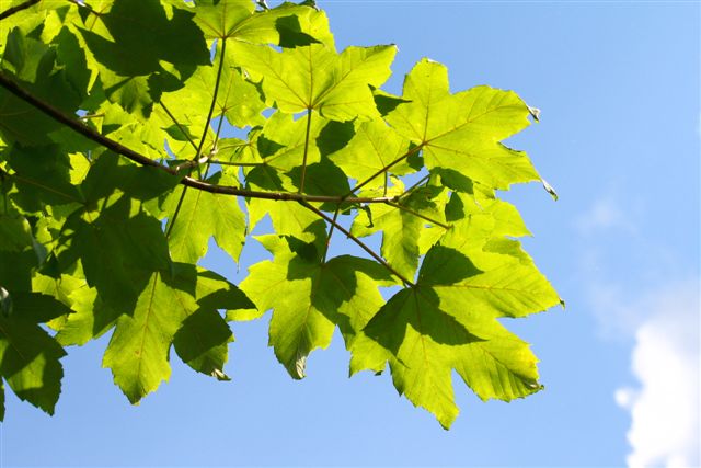 DE SOUS L ARBRE.....