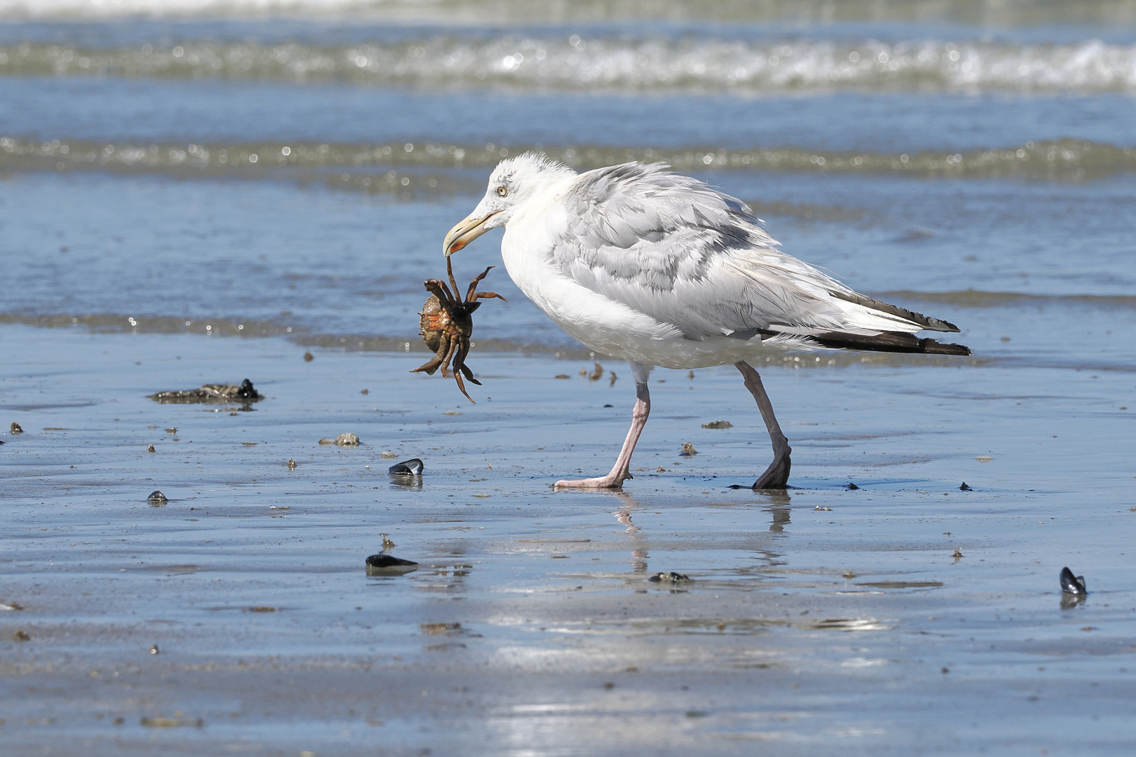 De Strandkrab - Teil 2