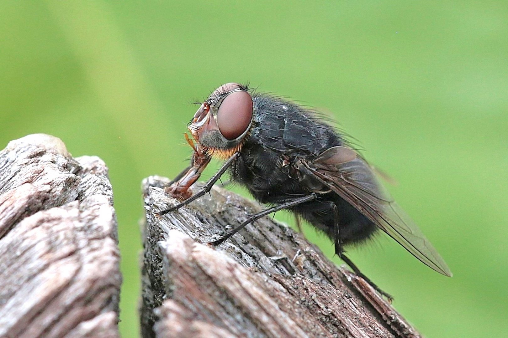 de swarte Brummer (plattdeutsch)