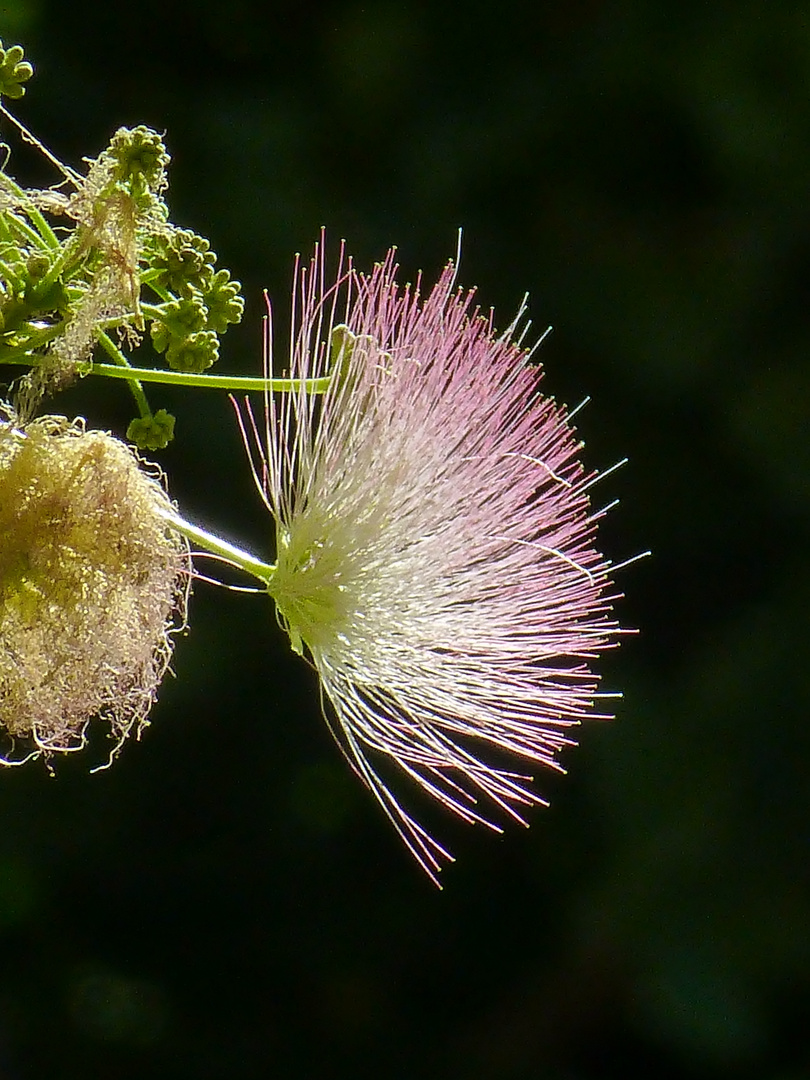 DE VERDE A ROSA