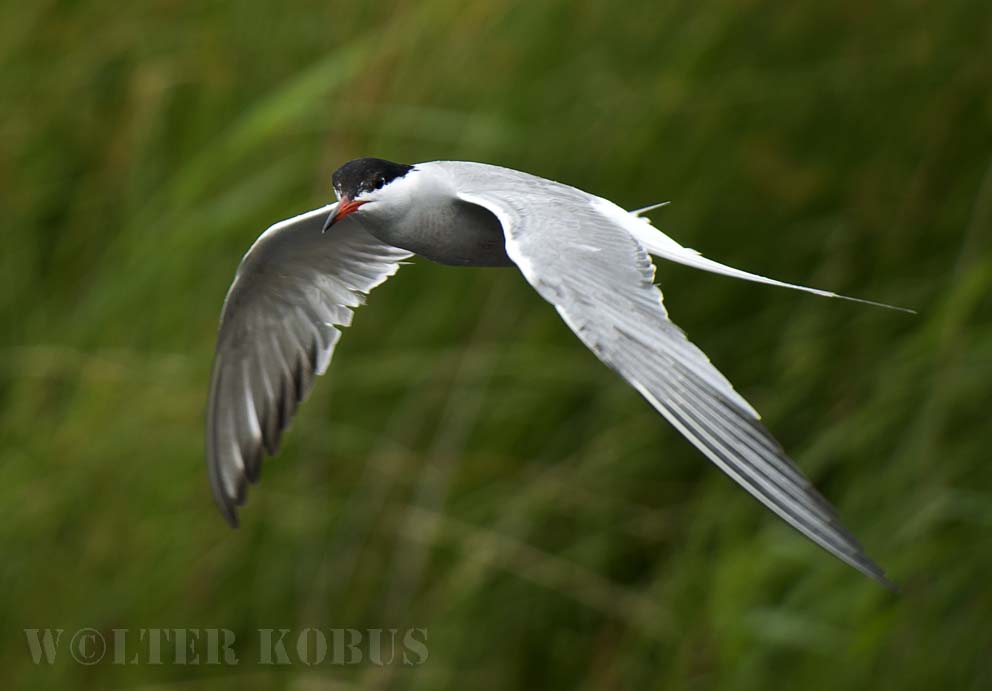 De visdief (Sterna hirundo) 2