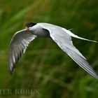 De visdief (Sterna hirundo) 2