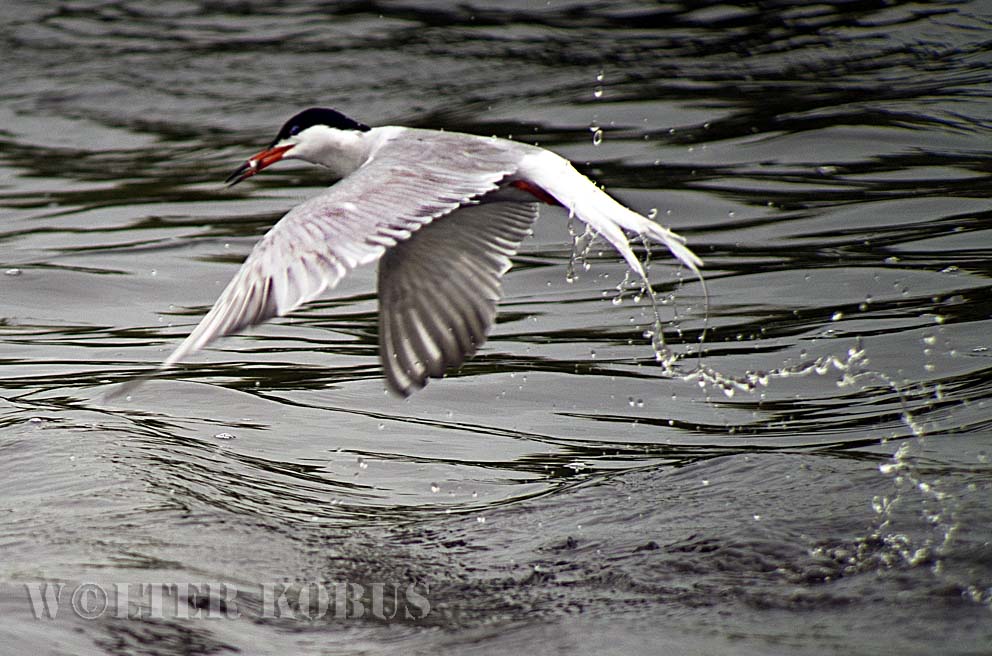 De visdief (Sterna hirundo)