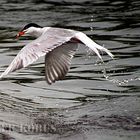 De visdief (Sterna hirundo)