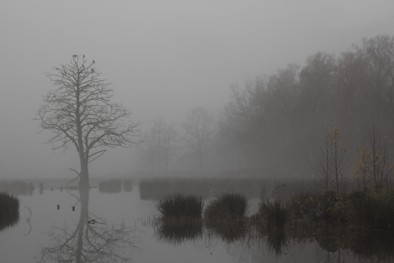 De Wittsee im Frühnebel