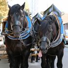 de Zunga aussestreckn - Münchner Braurösser