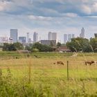 De Zweth - Berkelse Zwethpad - View on Rotterdam - 04