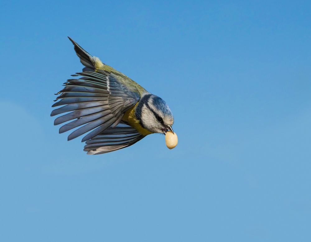 Eine Blaumeise im Flug mit einer Nuß von Freitag Josef