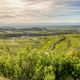 Frhlingszeit am Kaiserstuhl