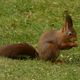 Eichhrnchen im Garten