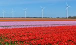 Farbenrausch der Tulpenfelder by Rainer Switala