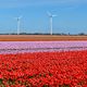 Farbenrausch der Tulpenfelder