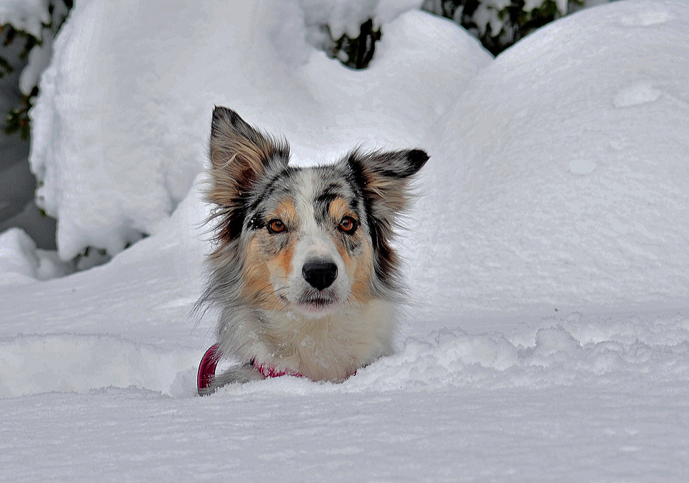 Dea im Schnee