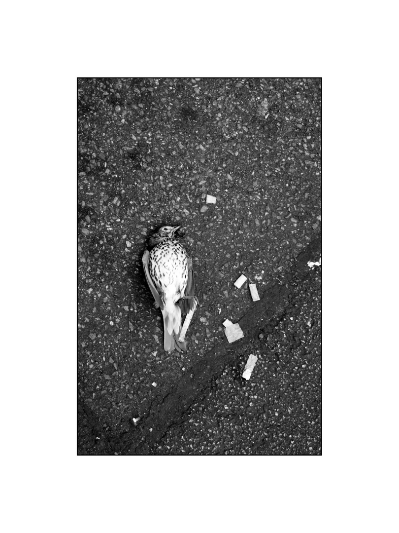 dead-bird