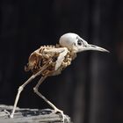 dead Bird walking
