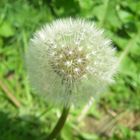 Dead Dandelion