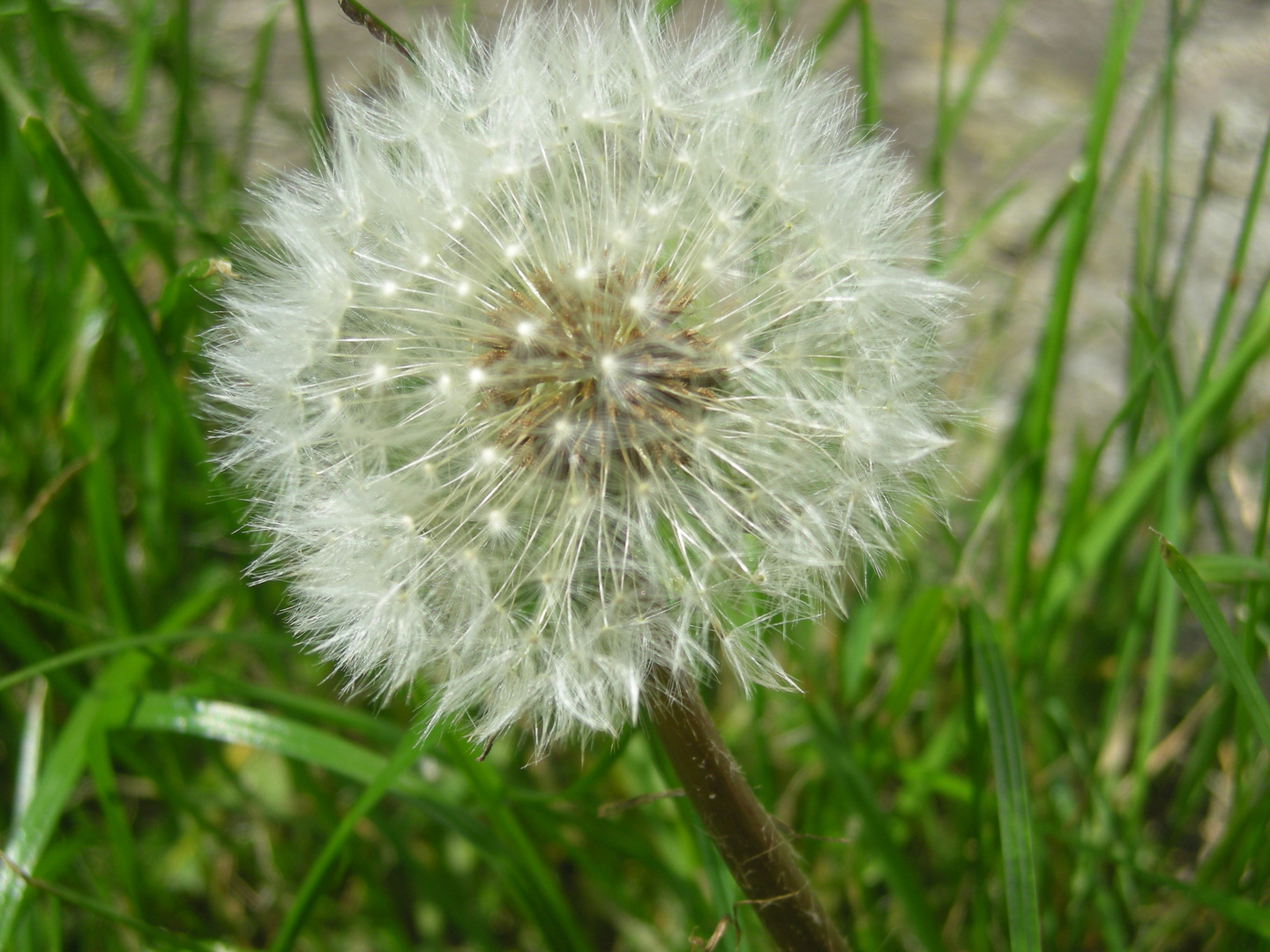 Dead Dandelion