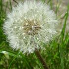 Dead Dandelion