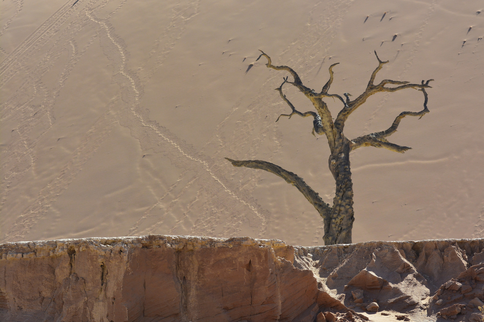 Dead Desert Tree