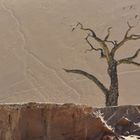 Dead Desert Tree
