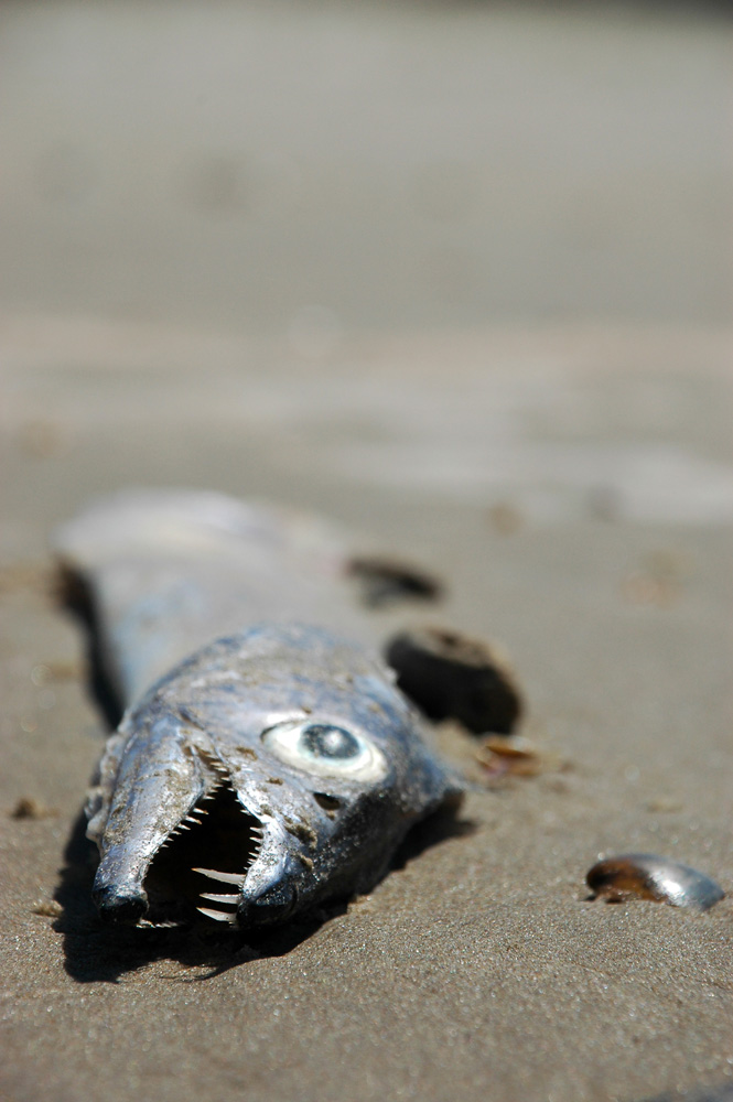 dead fish @ cabo polonio