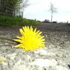 Dead flower....