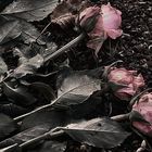 Dead Flowers - Rosen auf einem Grab