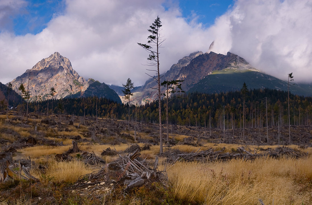 Dead Forest