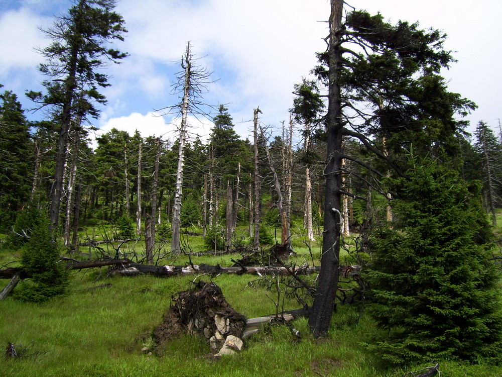 dead forest