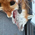 Dead Fox Hanging