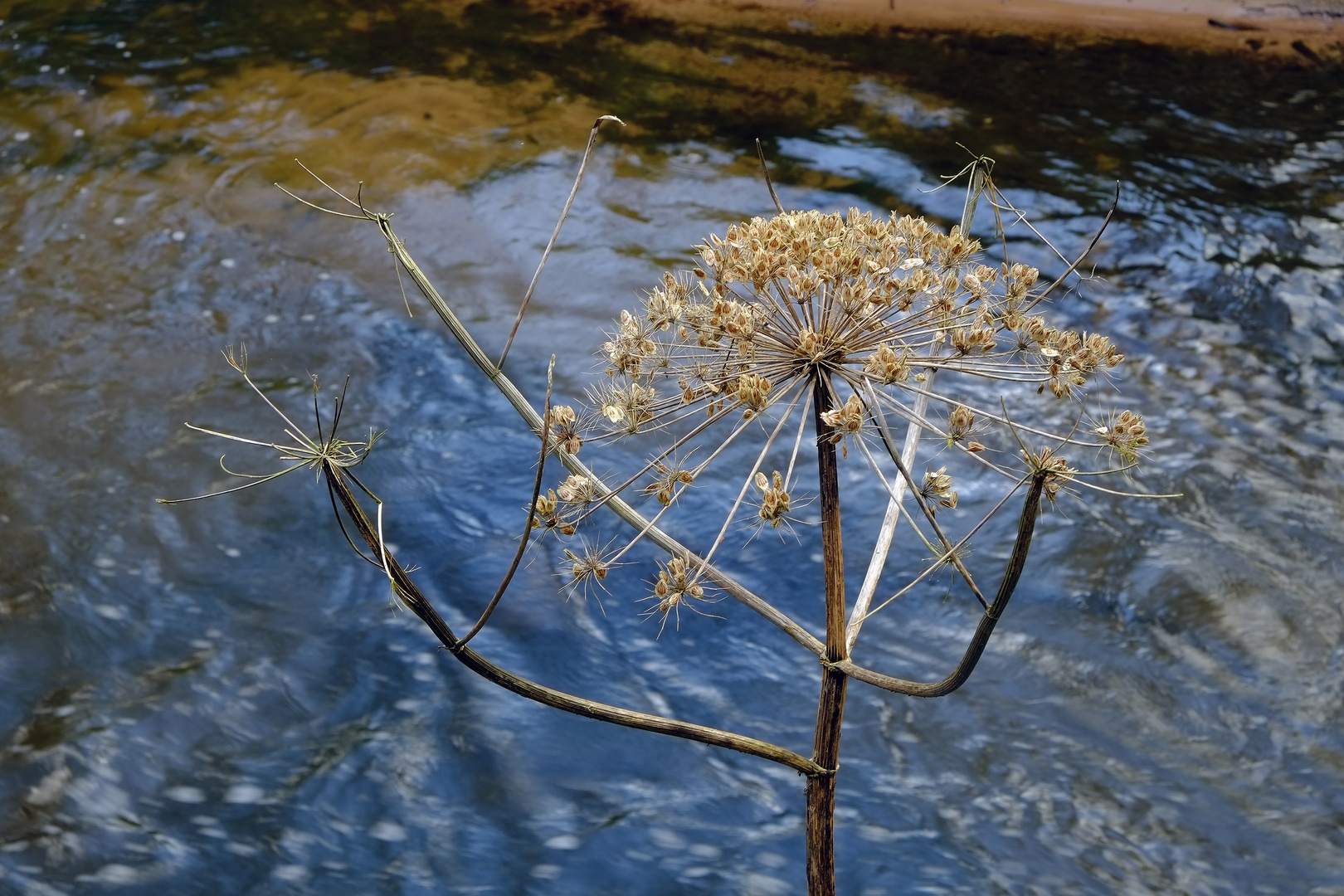 Dead Head Giant Cow Parsley