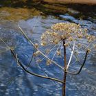 Dead Head Giant Cow Parsley