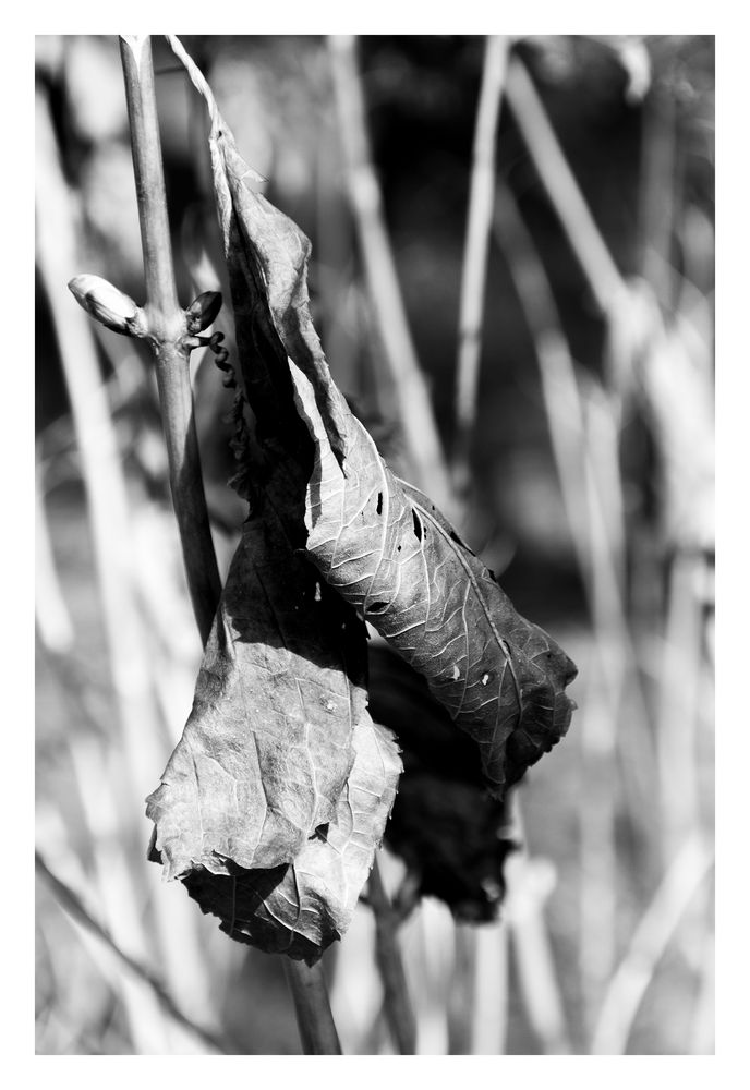 Dead leaf-2