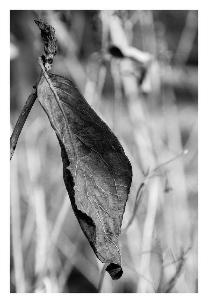 Dead leaf