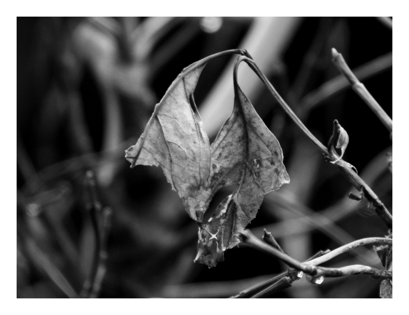 Dead leaf